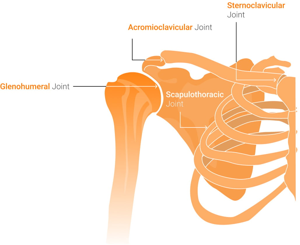 shoulder_anatomy